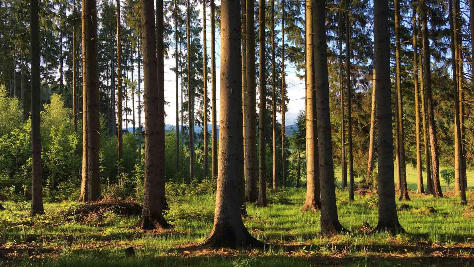 Prendre soin des forêts pour lutter contre le réchauffement climatique !